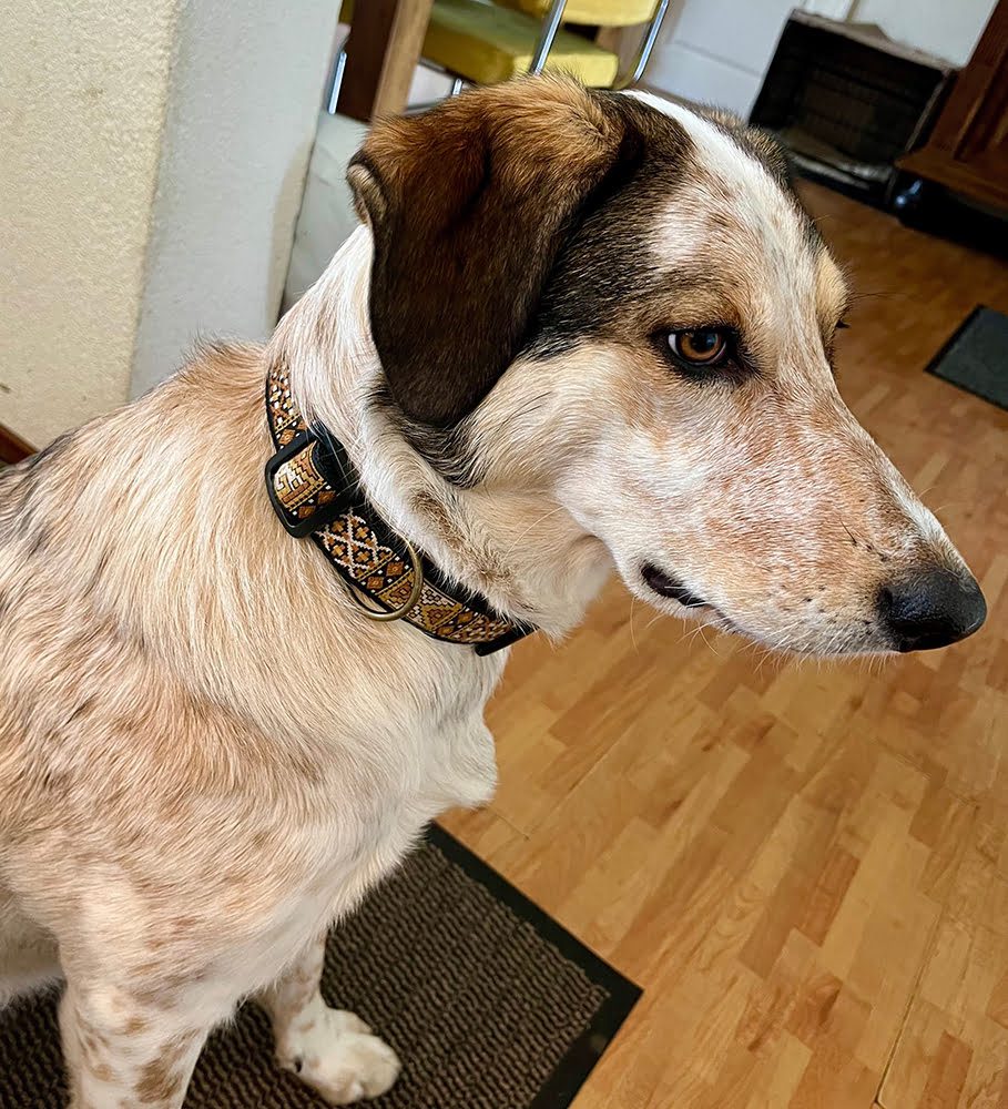 beige hondenhalsband nylon - vrolijke halsbanden handgemaakt – halsband hond – honden halsband