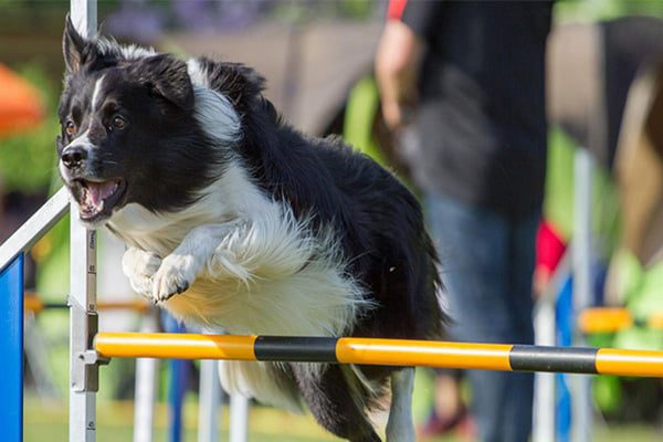 agility