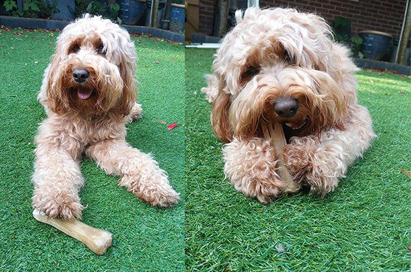 natuurlijke kauwbotten hond - hondenbot akyra skinz - hondenbotten - kauwbot hond