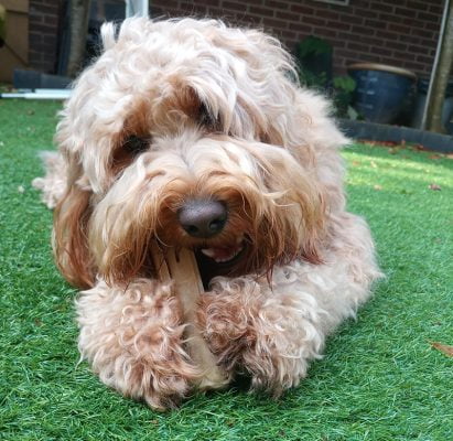 natuurlijke kauwbotten hond - hondenbot akyra skinz - hondenbotten - kauwbot hond