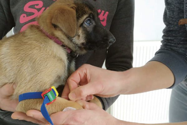 titerbepaling-bij-pups