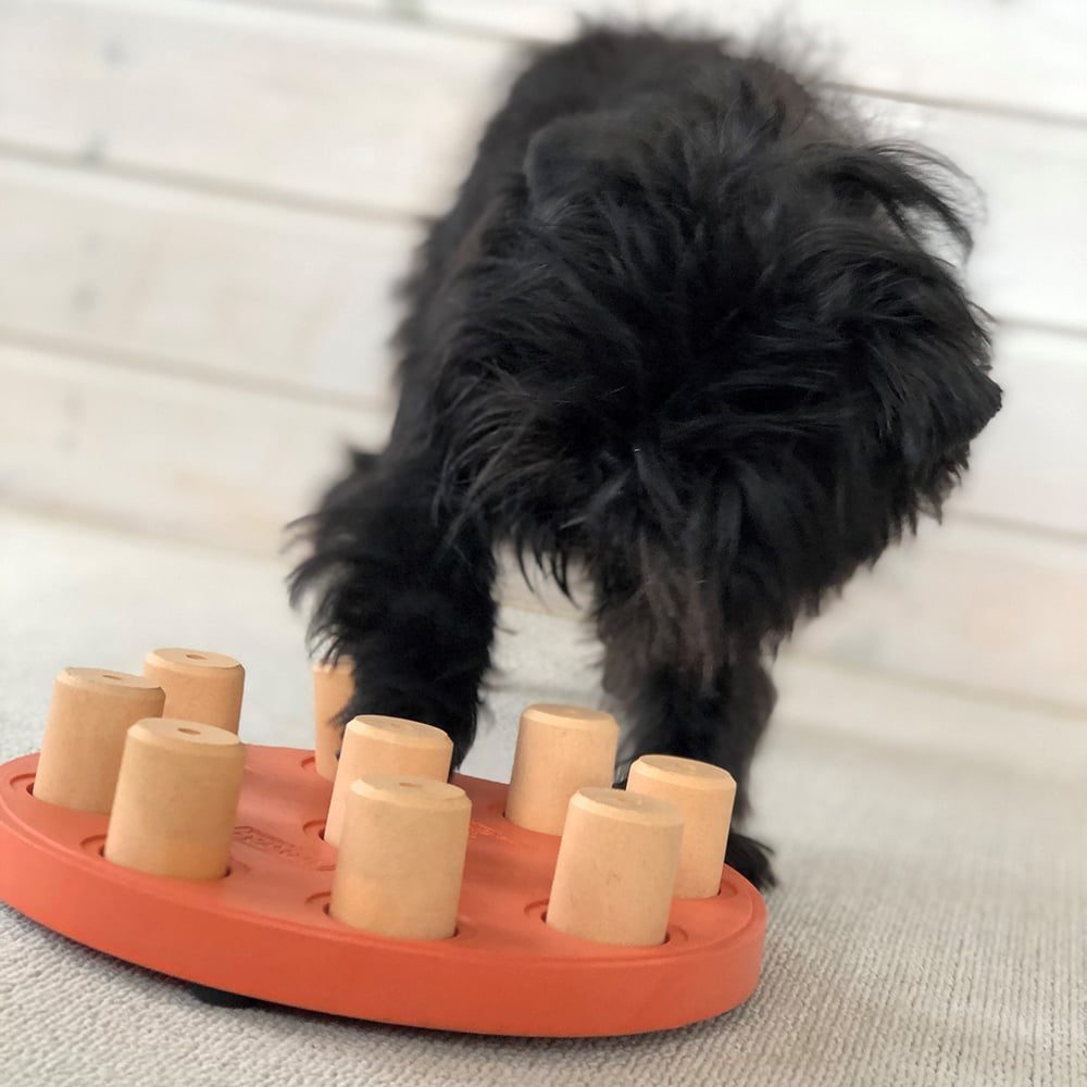 mentale spellen hond - denkspellen hond – hondenpuzzel – honden denkspel - hondenpuzzels