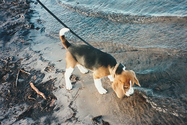 De-Beagle