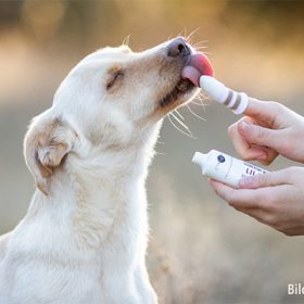 gebitsreiniging-hond-tandpasta-hond-vingertandenborstel