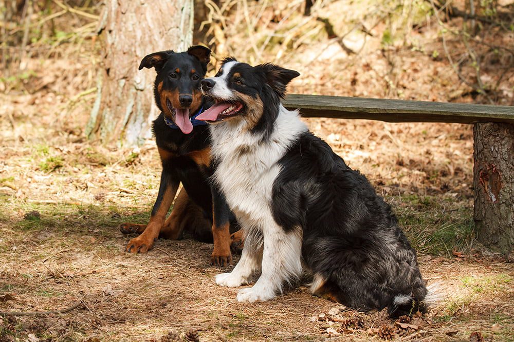 oververhitting-bij-honden