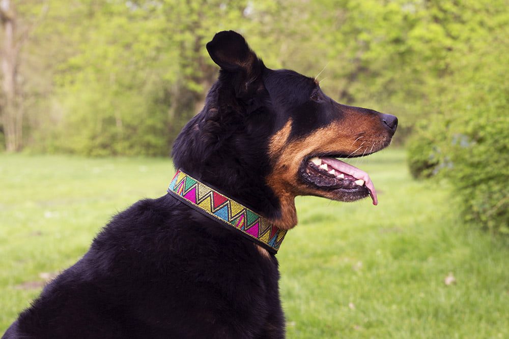 hondenhalsband goudkleurig - honden halsband - halsbanden - hondenhalsband - halsband hond
