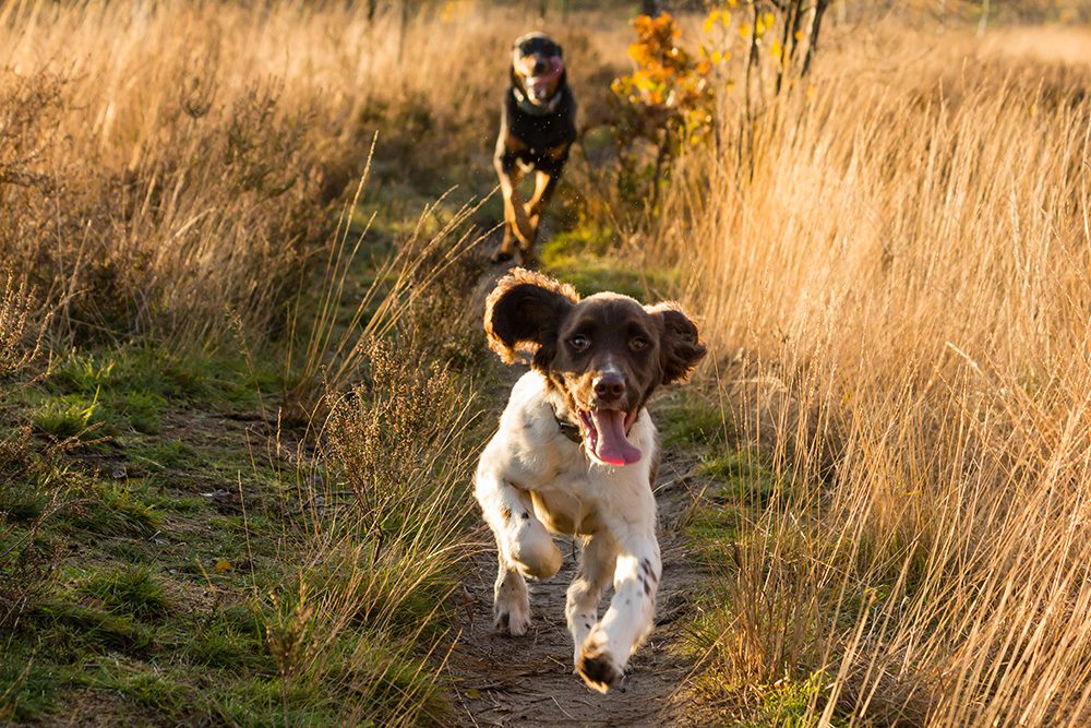 overgewicht-bij-honden-voorkomen