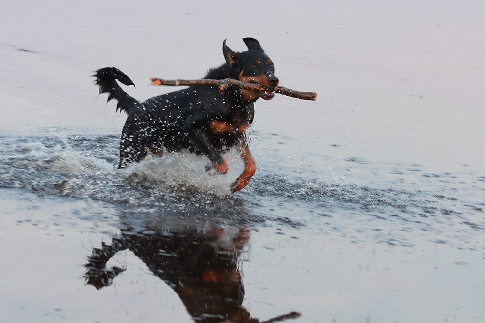 hondenbenodigdheden-honden-benodigdheden