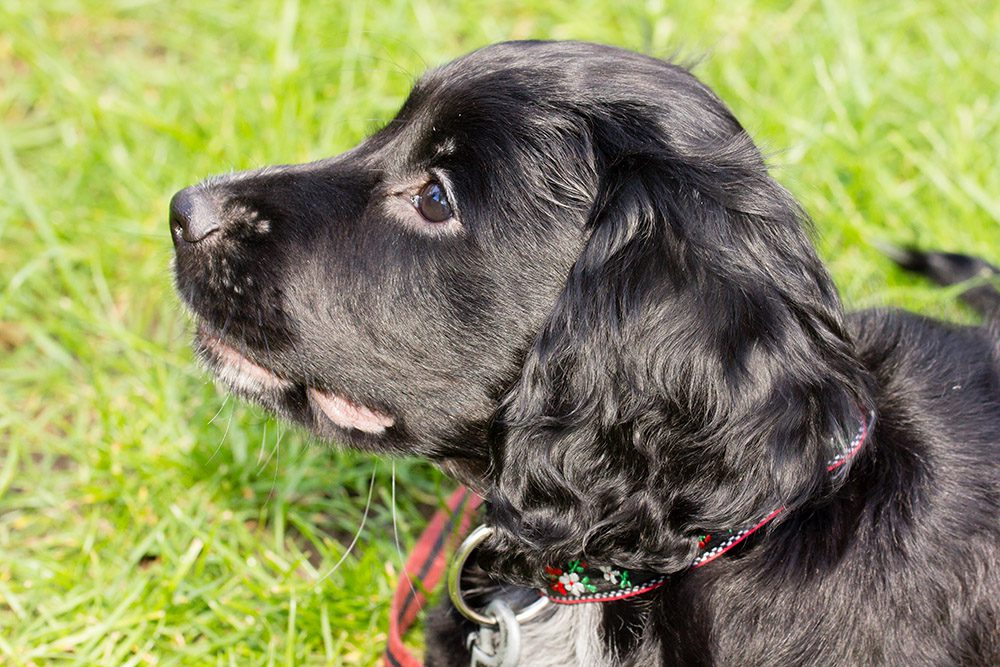 basi-hondenbenodigdheden-honden-benodigdheden-webshop-hondenproducten