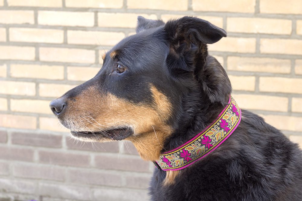 roze halsband met goudkleur - halsband hond handgemaakt – hondenhalsband