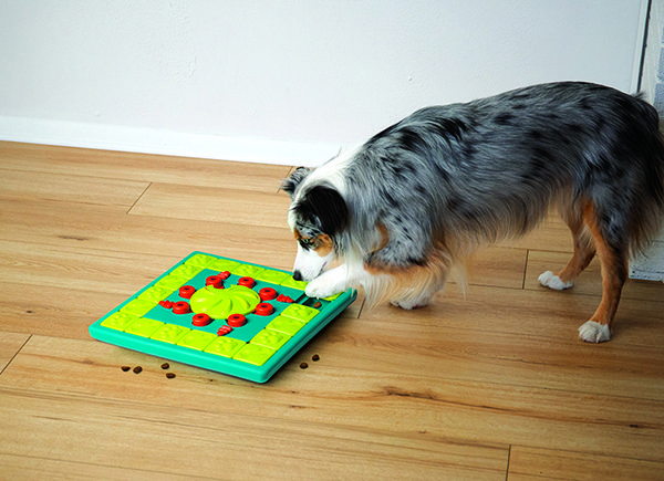 hondenpuzzel-puzzel-hond-denkspel-hond
