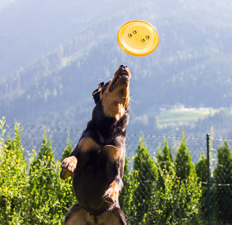 speelgoed-hond-hondenspeelgoed