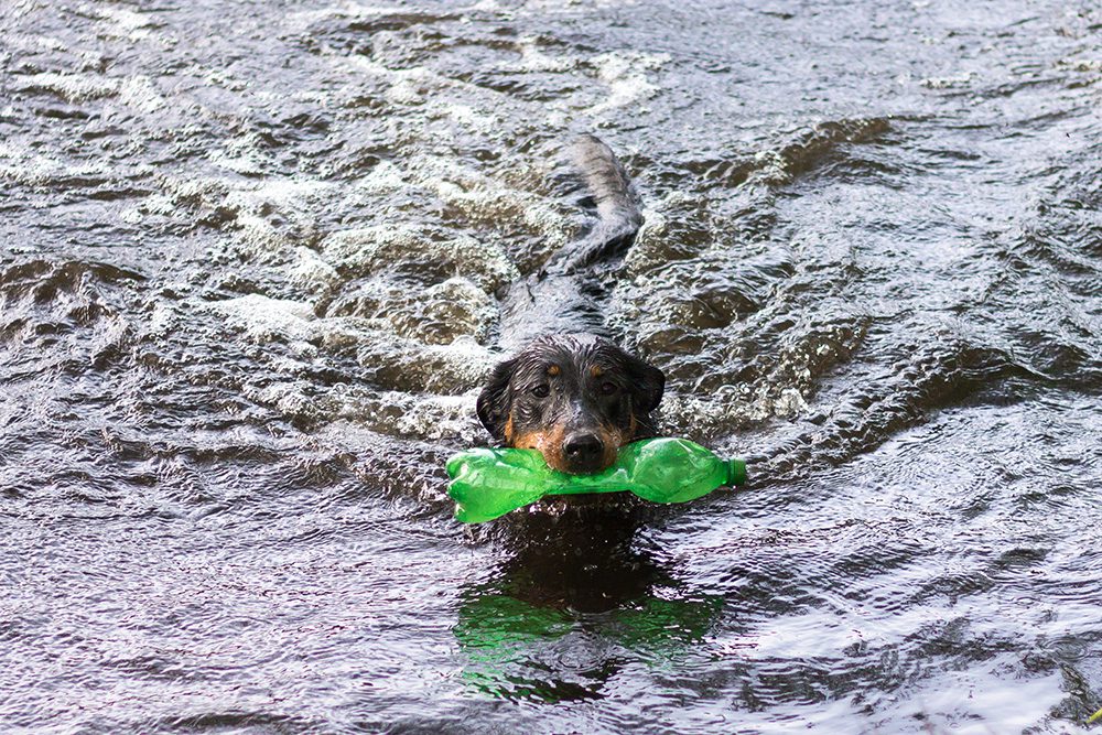 hond-zwemmen