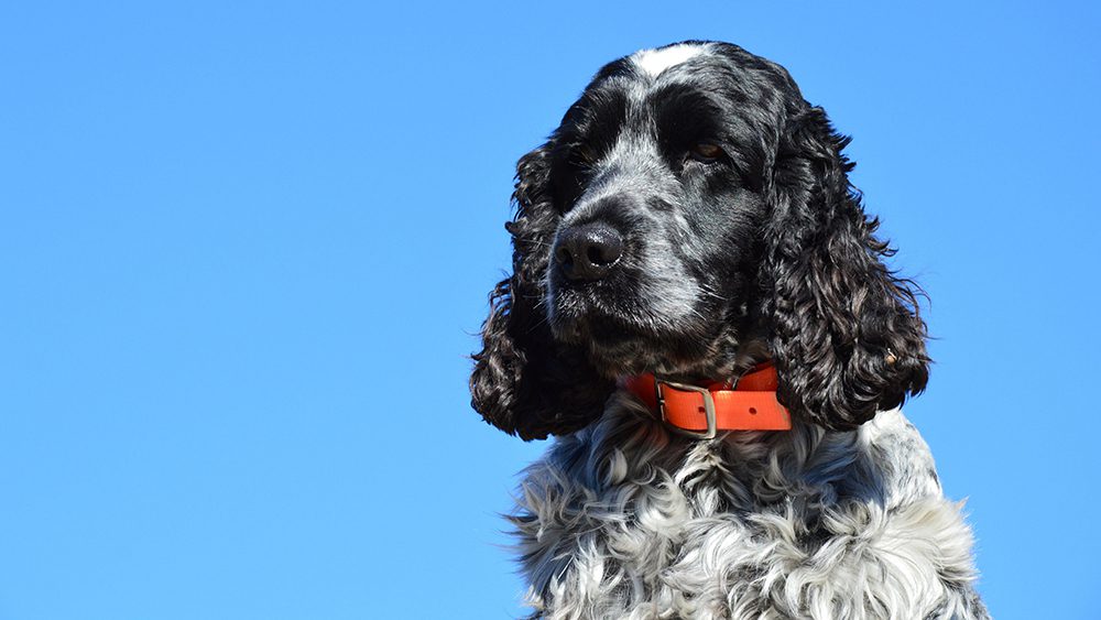 Basi-Cocker-Spaniel-ras Basi-hondenshop-Cocker-Spaniel-hondenras