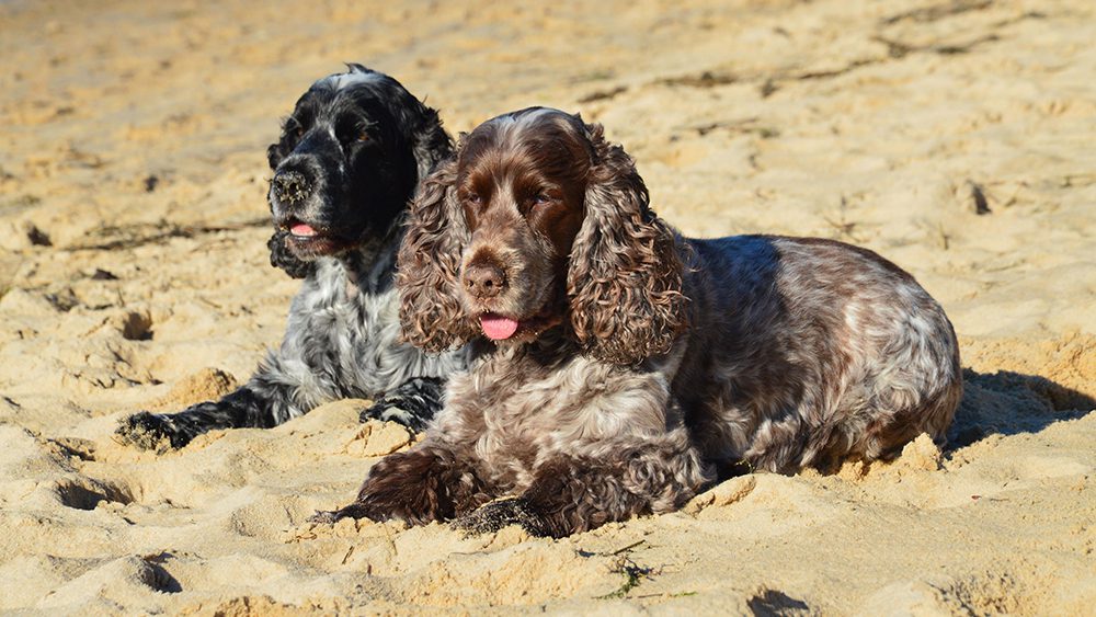 Basi-hondenshop-Cocker-Spaniel-hondenras Basi-hondenshop-Cocker-Spaniel-hondenras