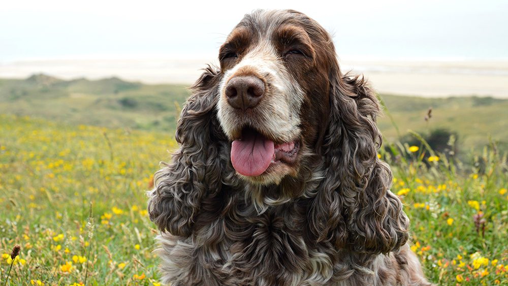 Basi-hondenshop-Cocker-Spaniel-ras Basi-hondenshop-Cocker-Spaniel-hondenras