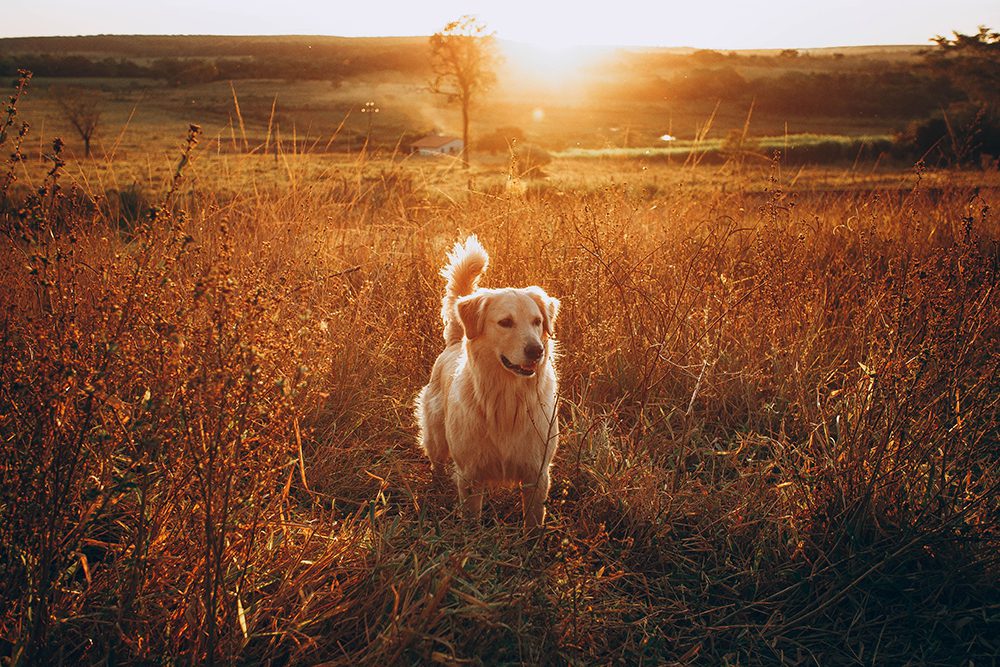 Basi-hondenshop-labrador Basi-hondenshop-wandelen-met-de-hond