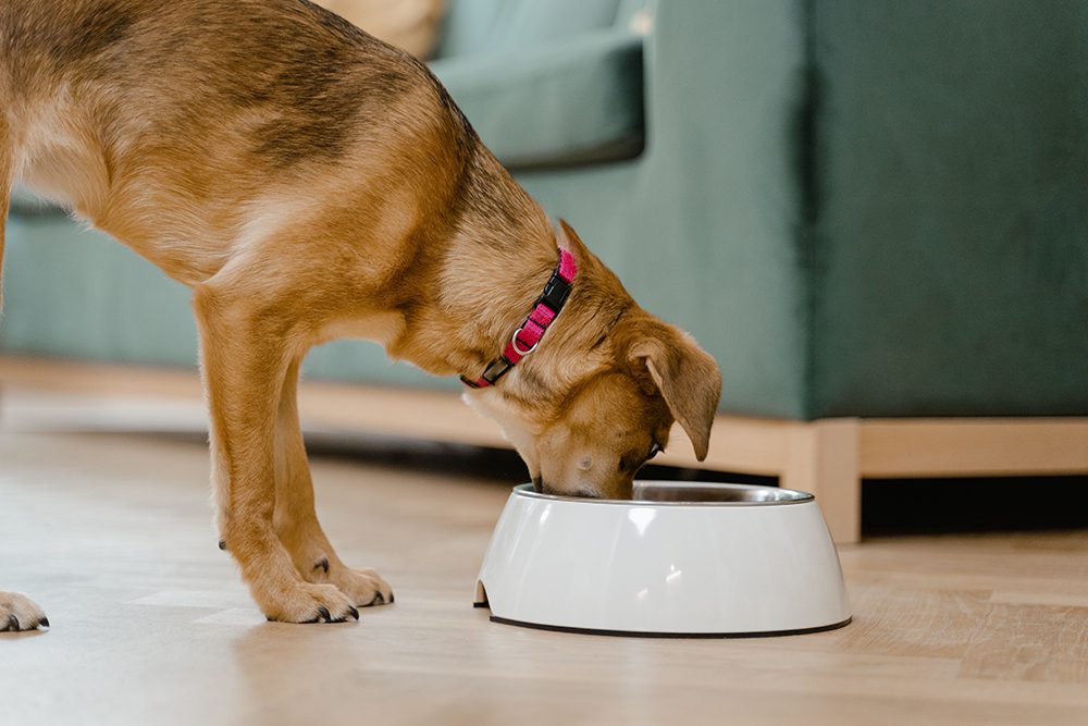 Basi-hondenshop-overgewicht_hond Basi-hondenshop-overgewicht-honden