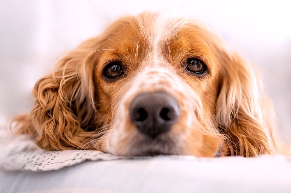 Basi_hondenshop-Cocker-Spaniel-ras Basi-hondenshop-Cocker-Spaniel-hondenras