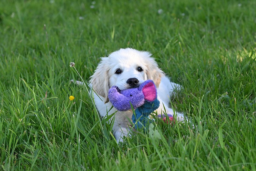 Basi_hondenshop-puppy Basi-hondenbenodigdheden-puppy