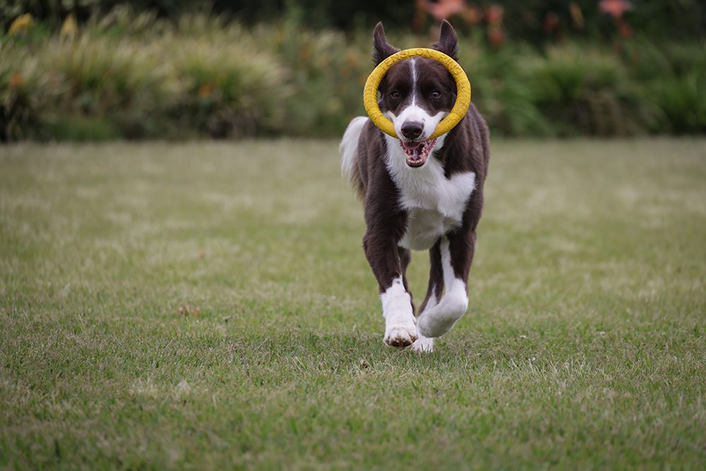 Basi_hondenshop_overgwicht-honden Basi_hondenshop-overgwicht-honden