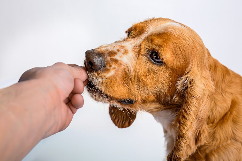 Basi_hondenshop_overgwicht_honden Basi_hondenshop-overgwicht-honden