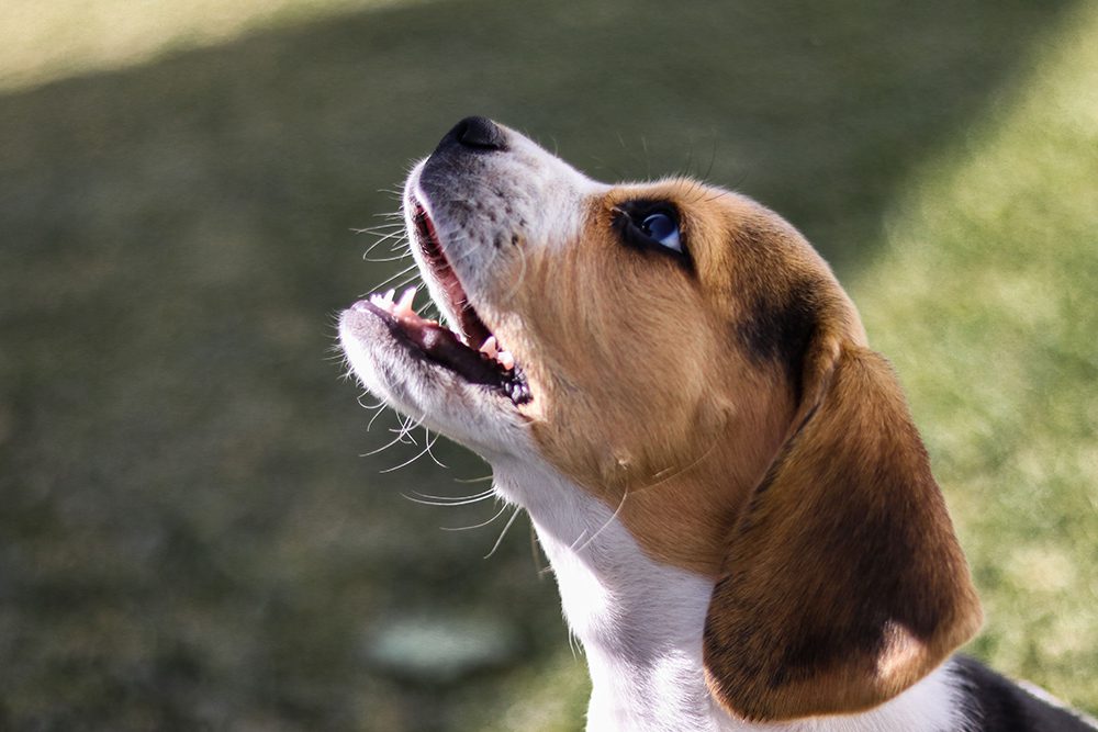 Beagle-puppy-Basi-hondenshop Beagle-puppy-Basi-hondenshop