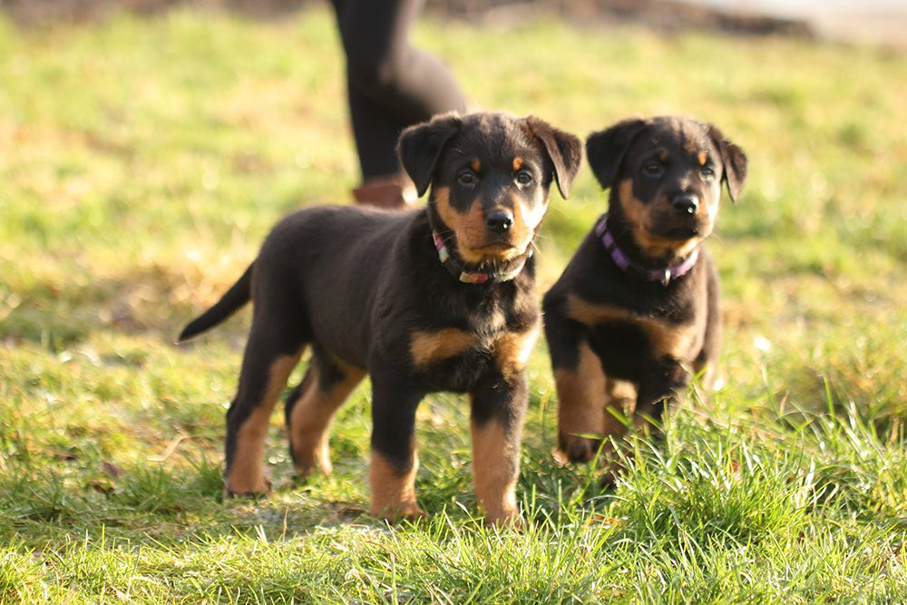 Beauceron-puppy's Basi-hondenbenodigdheden-Beauceron-puppy's