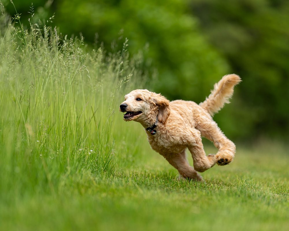 Beweging-voor-de-hond