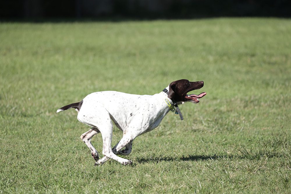 Beweging-voor-de-hond