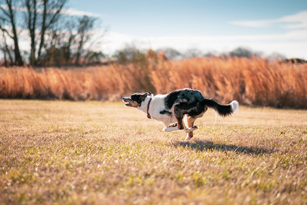 Beweging-voor-de-hond