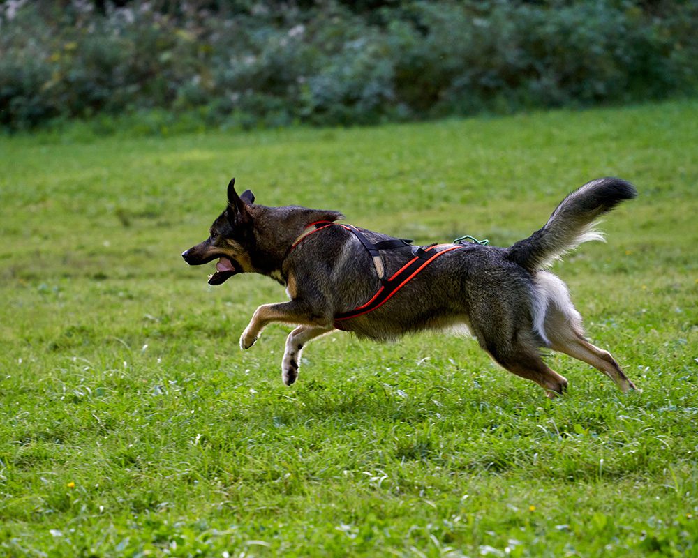 Beweging-voor-de-hond
