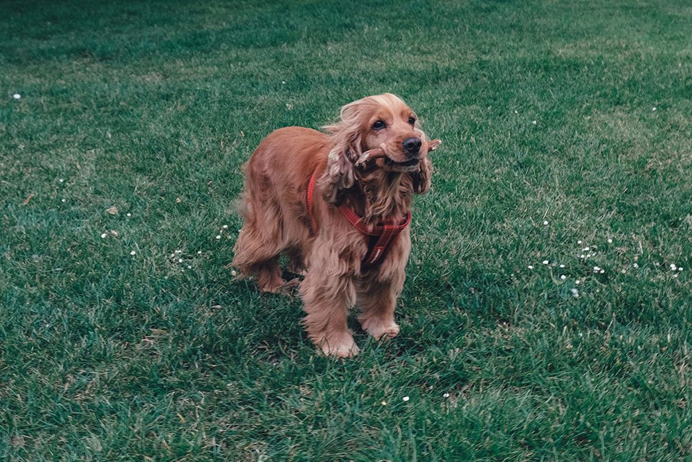Cocker-Spaniel-ras Basi-hondenshop-Cocker-Spaniel-hondenras