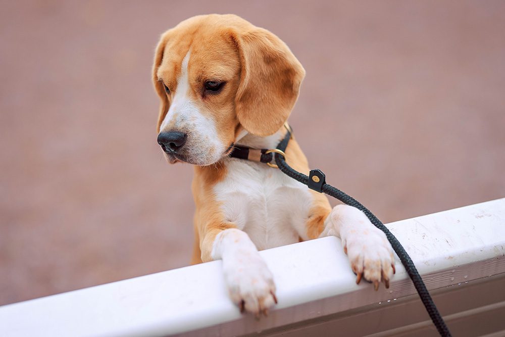 De-Beagle-hondenras De-Beagle-hondenras
