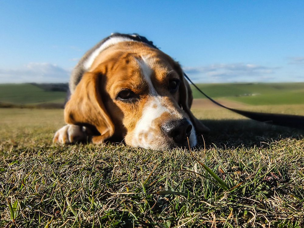 De-Beagle De-beagle