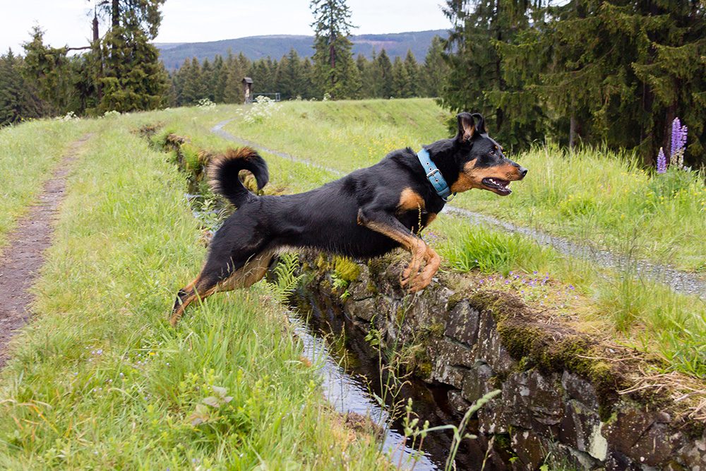 De-Beauceron-hondenras Hondenras-de-Beauceron