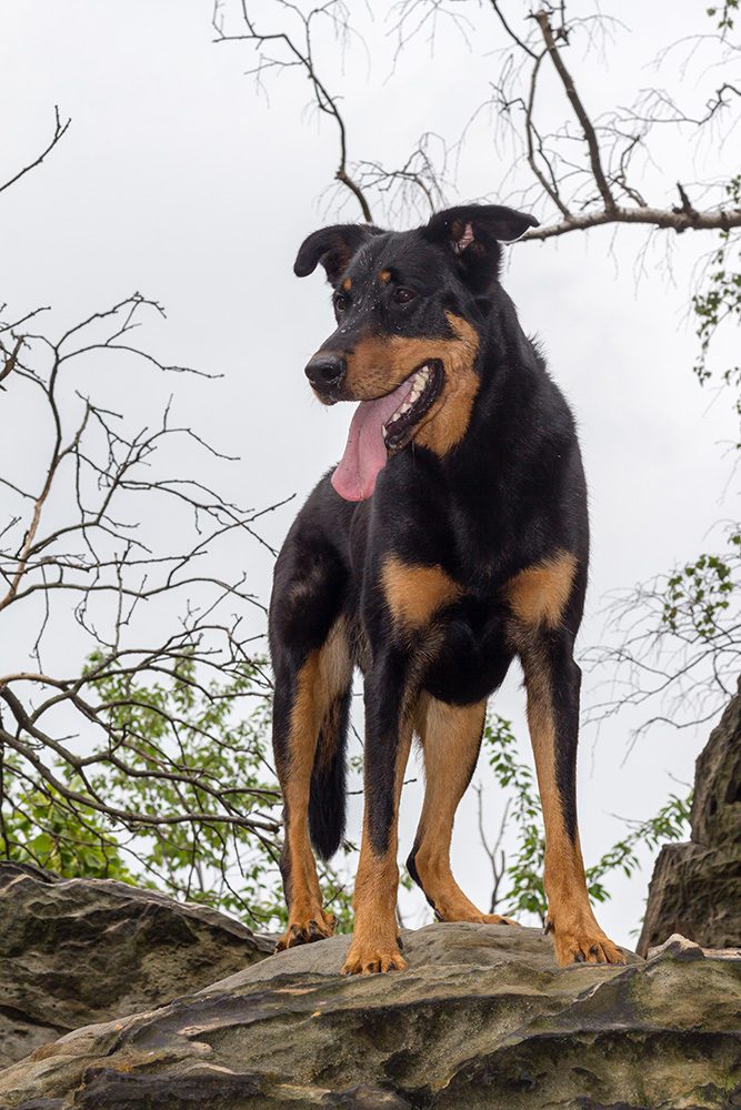 De-Beauceron Hondenras-De-Beauceron