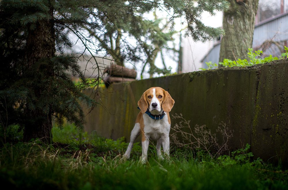 De_Beagle-hondenras De-Beagle-hondenras