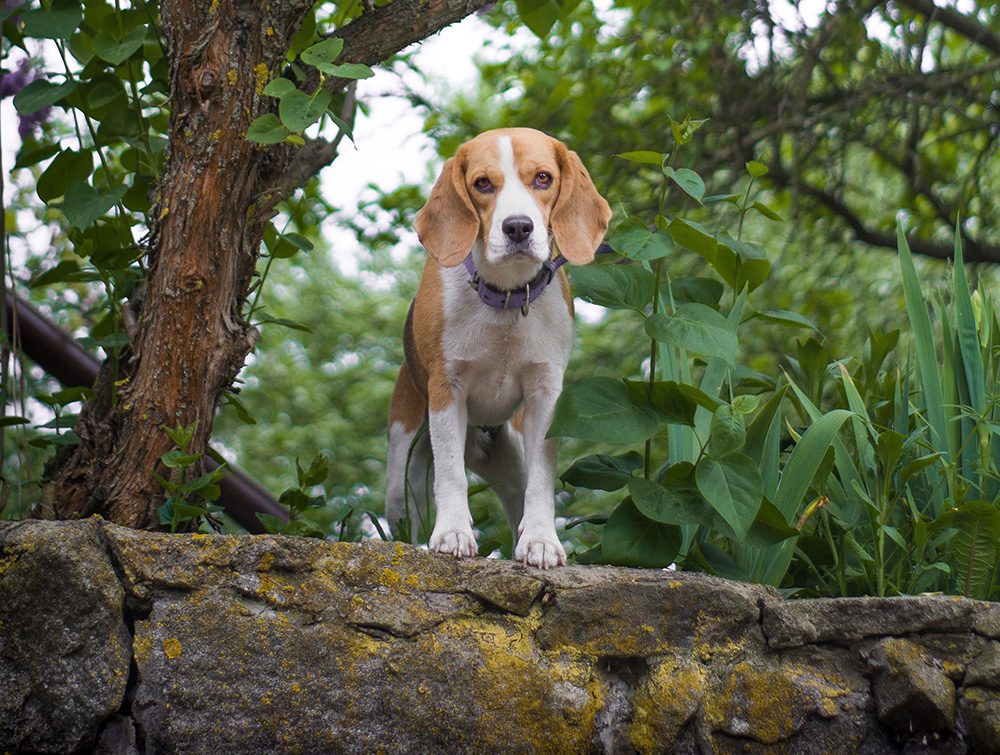De_Beagle-hondenras_ Een-Beagle-hondenras