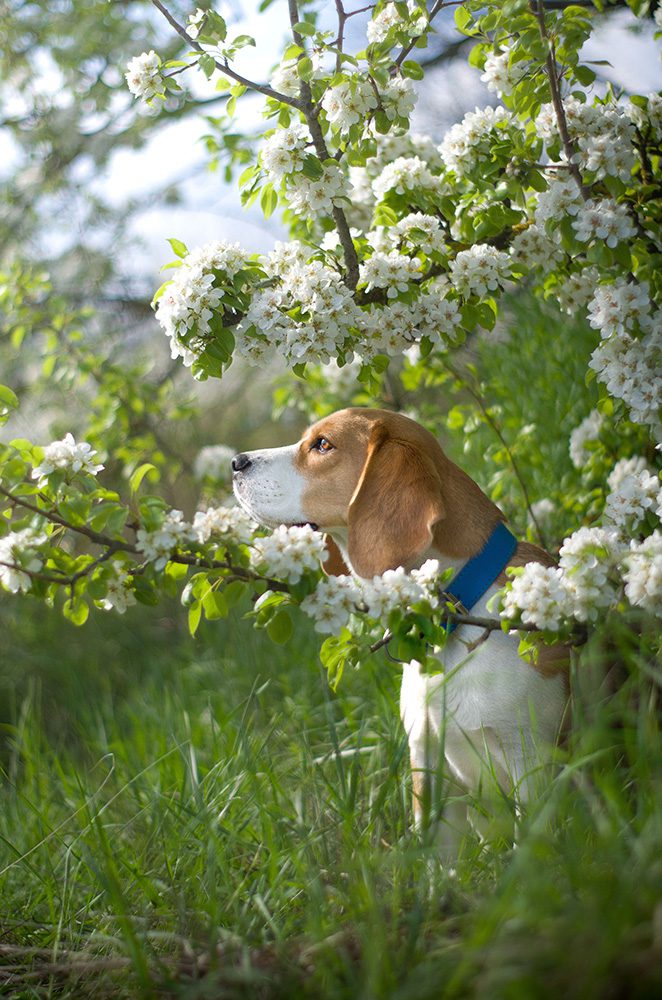 Een-Beagle Een-lieve-Beagle