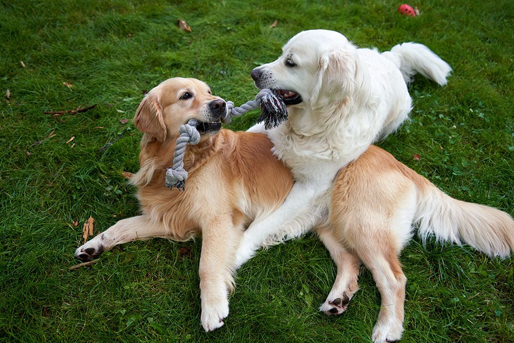 Honden-spelen