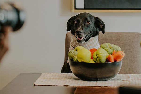 plantaardig-dieet-hond
