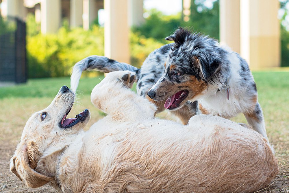 Halsband-hond-spelen