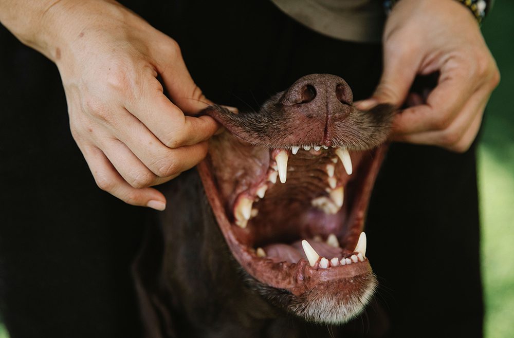 tandenpoetsen-hond-tandpasta-hond
