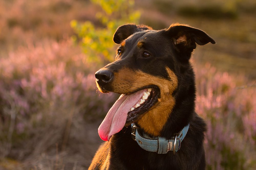 Hondenras-De-Beauceron Hondenras-De-Beauceron