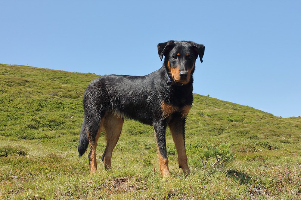 Hondenras-De-Beauceron1 Hondenras-de-Beauceron