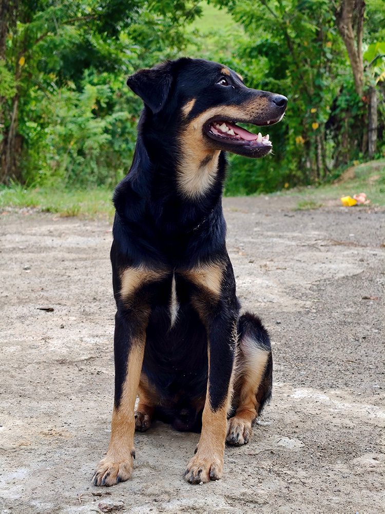 Hondenras-De-Beauceron2 Hondenras-de-Beauceron