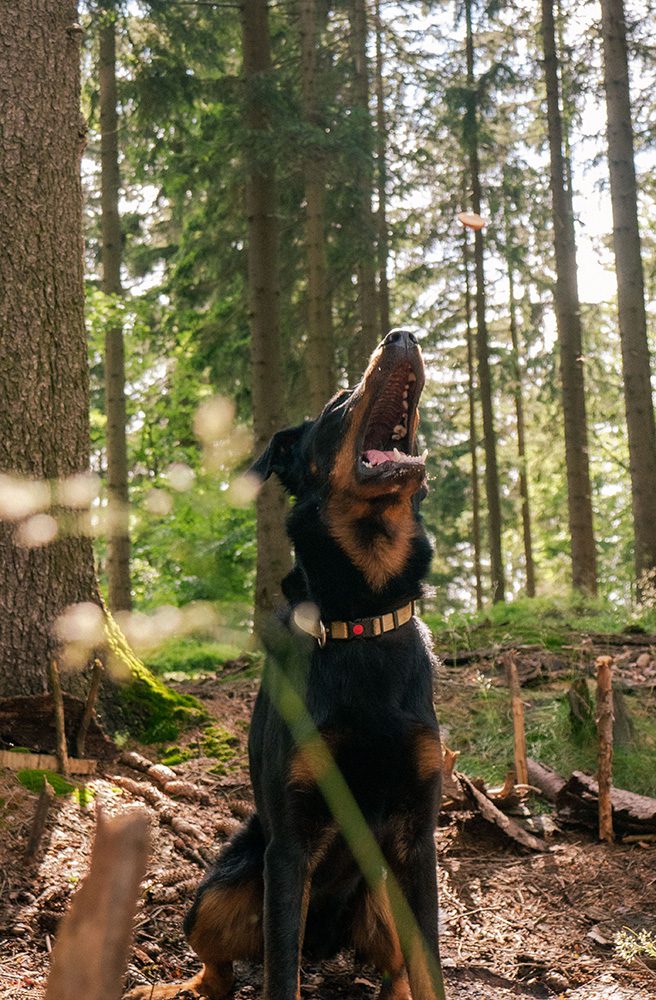 Hondenras-De-Beauceron4 Hondenras-De-Beauceron