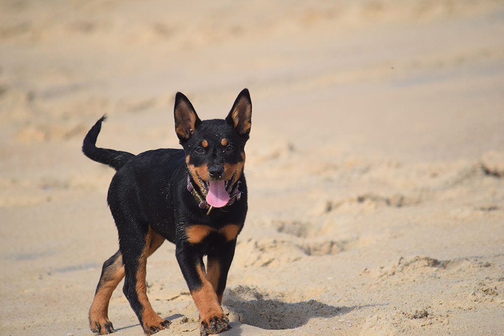Hondenras-De-Beauceron5 Hondenras-De-Beauceron