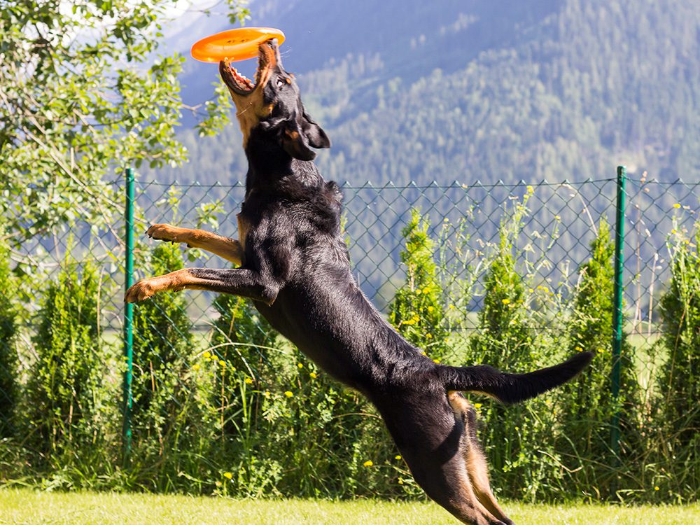 Hondenras_De-Beauceron Hondenras-De-Beauceron
